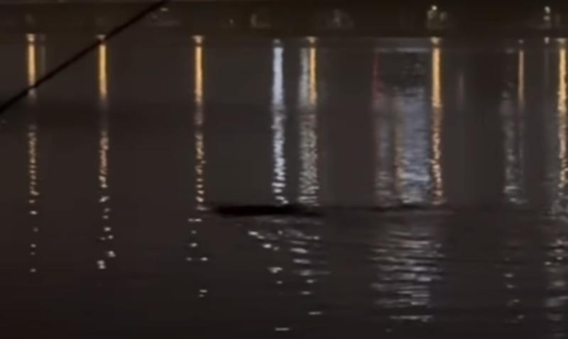 YouTuber驚慌失措地大喊「那是甚麼?好可怕」,隨後就放棄釣魚離開了。(YouTube)