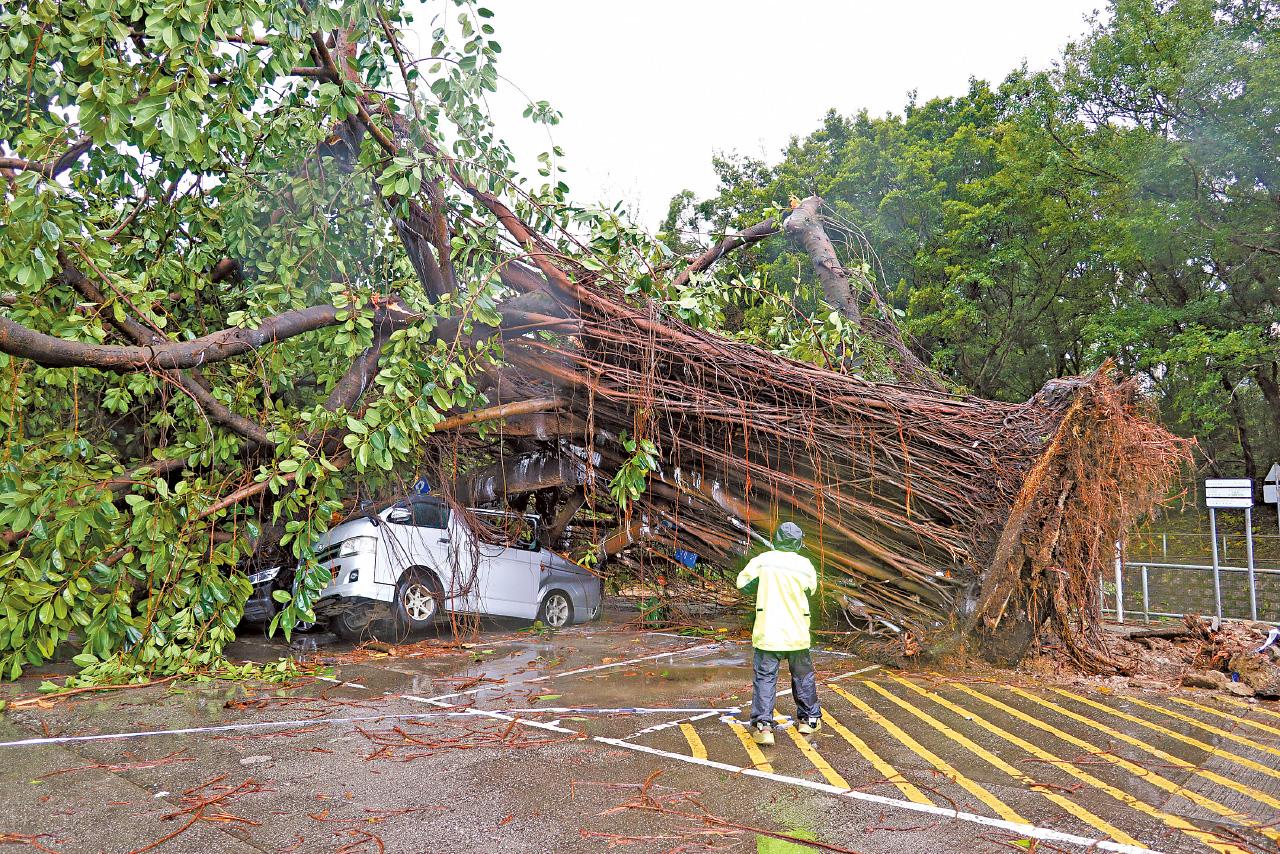 颱風韋帕 小瀝源 塌樹