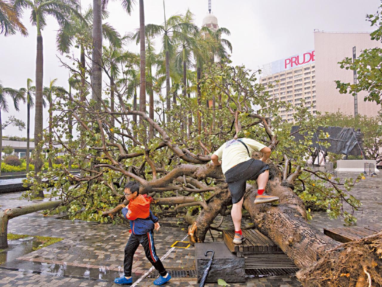 颱風韋帕 尖沙咀 塌樹