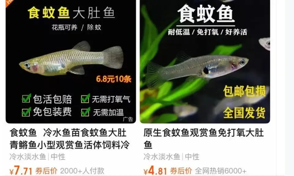 佛山基孔肯雅熱|網購平台上有人出售食蚊魚。(網上圖片)