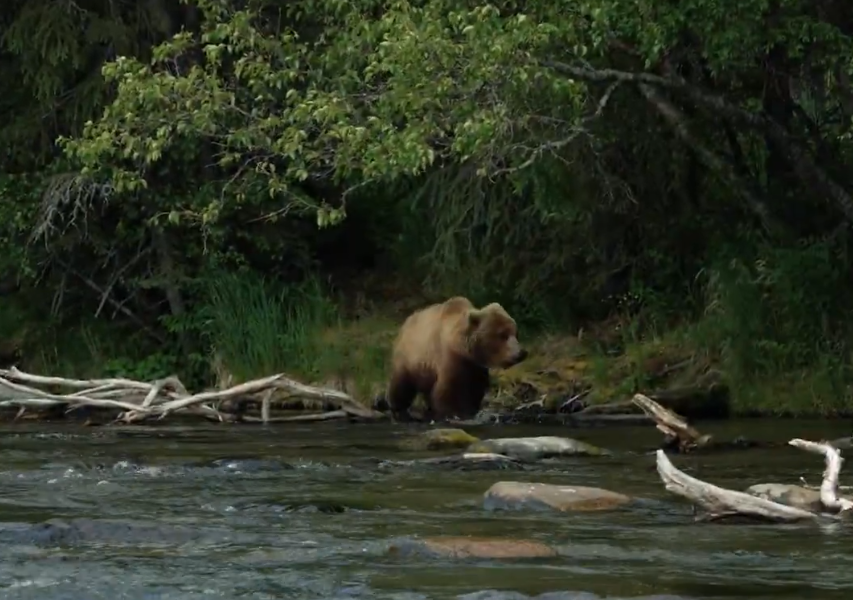 拍攝不久就出現了一頭棕熊。(影片截圖)