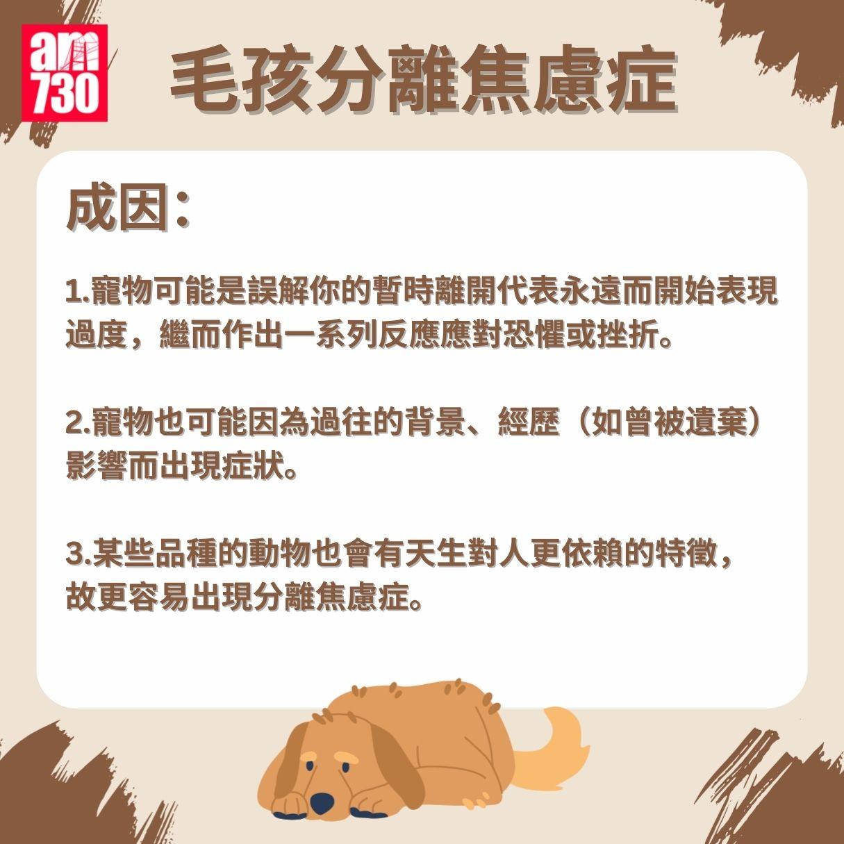 毛孩分離焦慮症成因/症狀/安撫方法懶人包