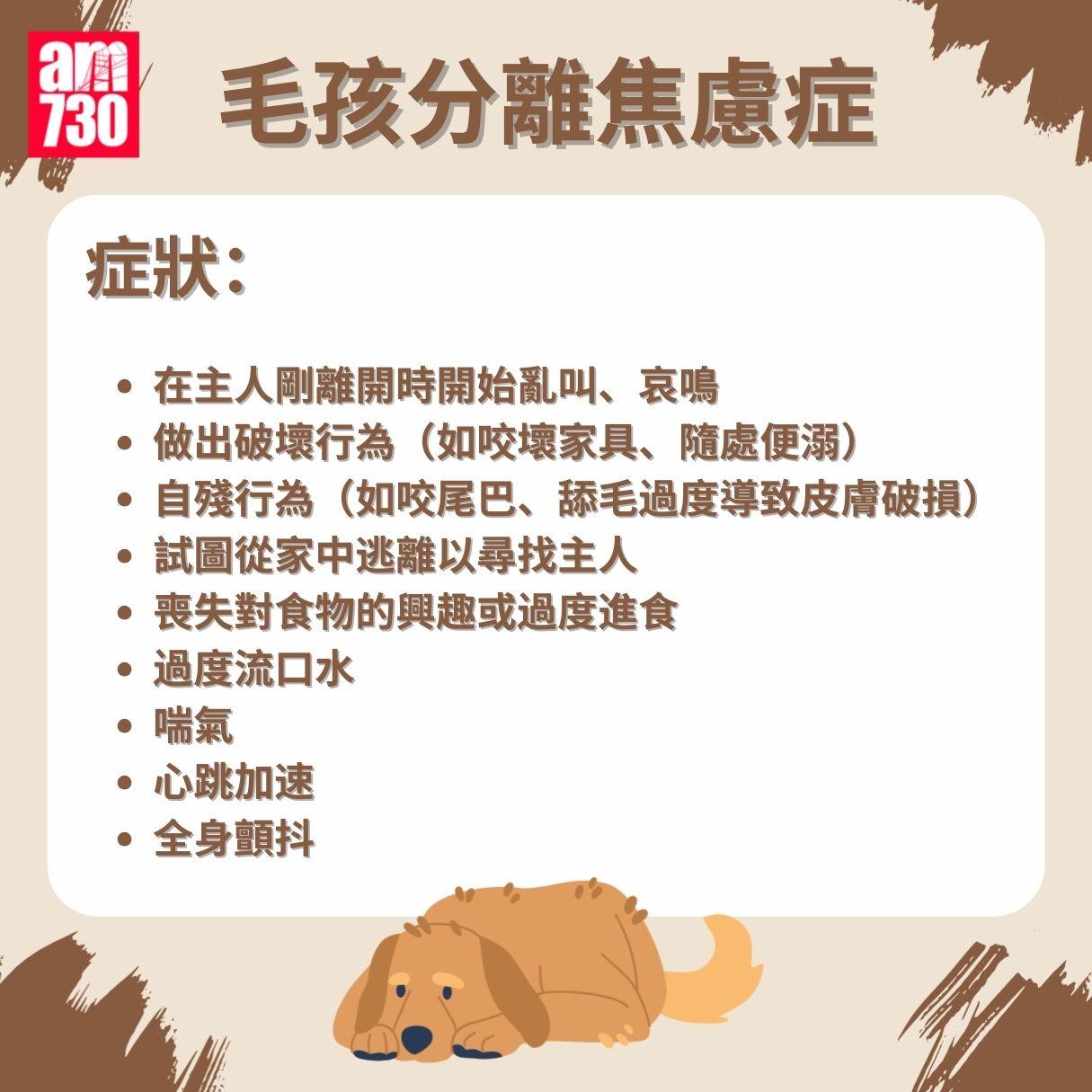 毛孩分離焦慮症成因/症狀/安撫方法懶人包