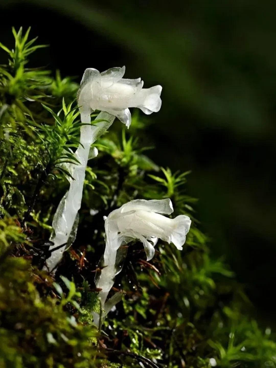 水晶蘭生長於海拔800-3,200米的森林裏,它對環境要求極為苛刻,唯有生態極佳之地才能見其蹤影。(圖片來源:怪奇植物研究所@小紅書)