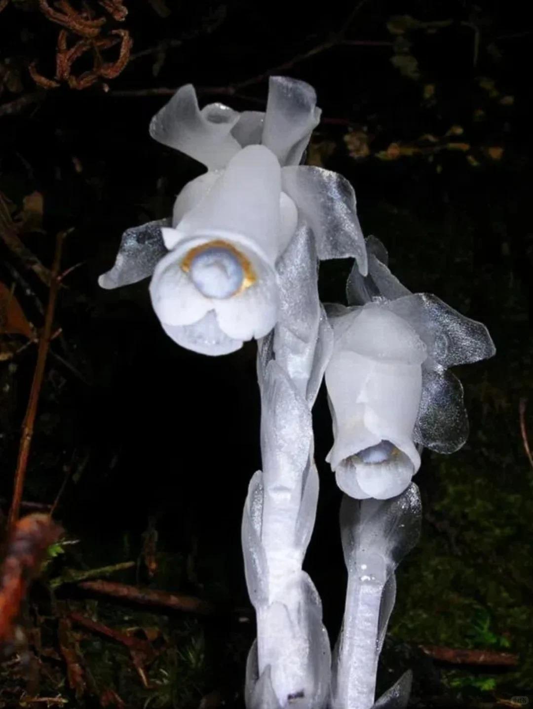 水晶蘭現已被列入《中國生物多樣性紅色名錄—高等植物卷》,屬國家近危級珍稀植物。(圖片來源:怪奇植物研究所@小紅書)