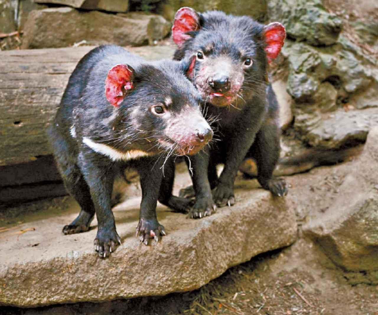 塔斯曼尼亞魔鬼