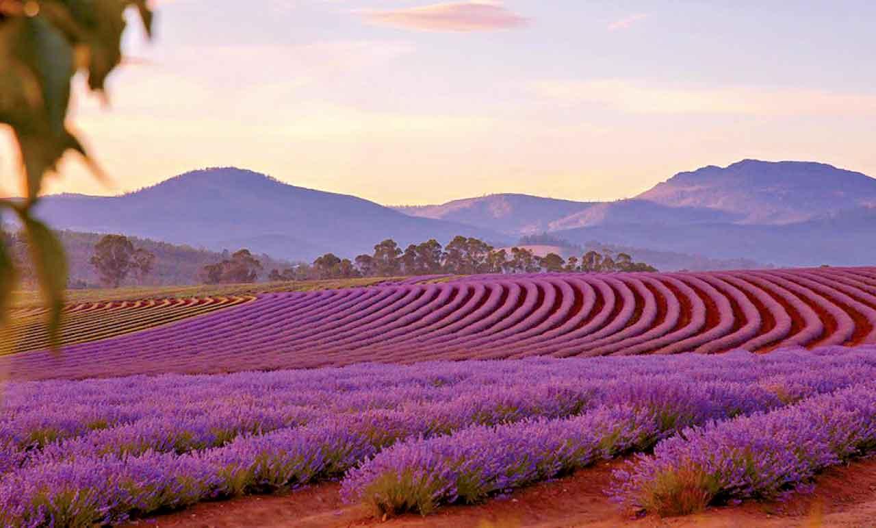 飄絲薰衣草莊園