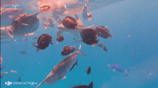 可能因為相機與鯊魚距離太近,被鯊魚誤認為食物,直接一口吞下。