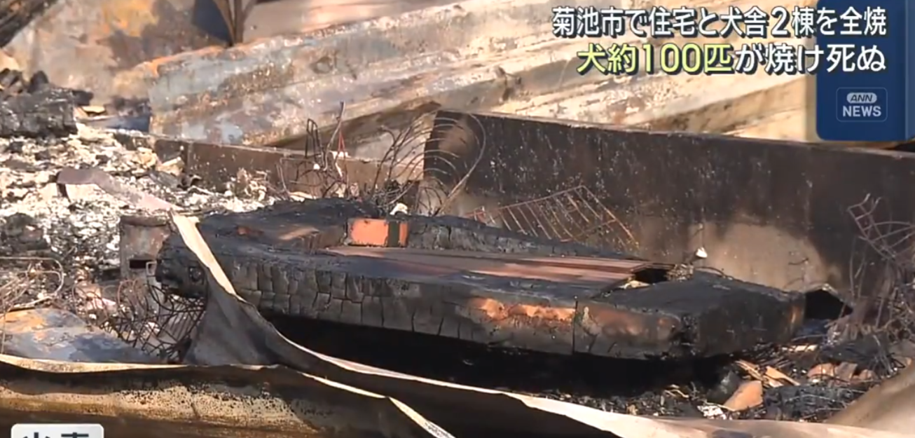 日本熊本縣菊池市周四(11月20日)有建築物發生火災,火勢蔓延至附近的森林,燒毀了一間單層木屋和兩間狗舍繁殖場,事件中無人受傷,但有約100隻狗葬身火窟,包括貴婦狗及哈士奇。(影片截圖)