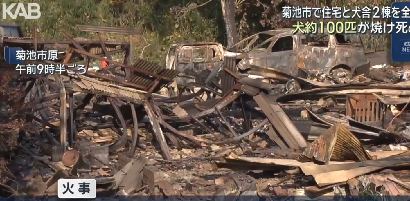 日本熊本縣菊池市周四(11月20日)有建築物發生火災,火勢蔓延至附近的森林,燒毀了一間單層木屋和兩間狗舍繁殖場,事件中無人受傷,但有約100隻狗葬身火窟,包括貴婦狗及哈士奇。(影片截圖)