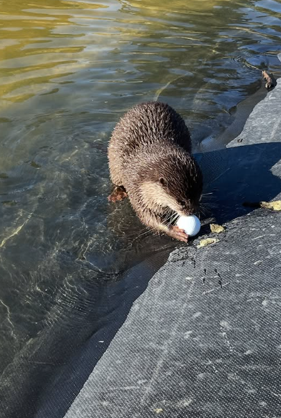 Splash屢立大功。(互聯網)