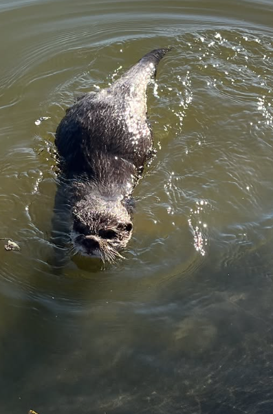 Splash屢立大功。(互聯網)