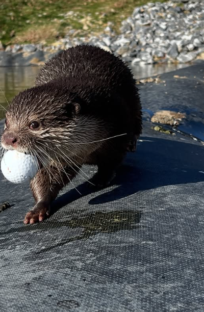 Splash屢立大功。(互聯網)