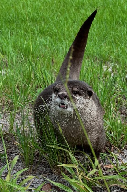 Splash屢立大功。(互聯網)