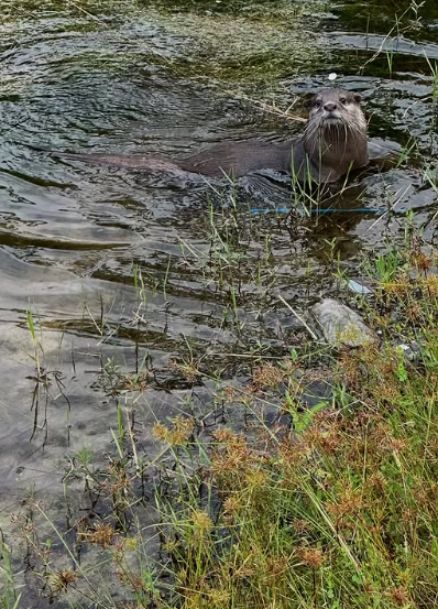Splash屢立大功。(互聯網)