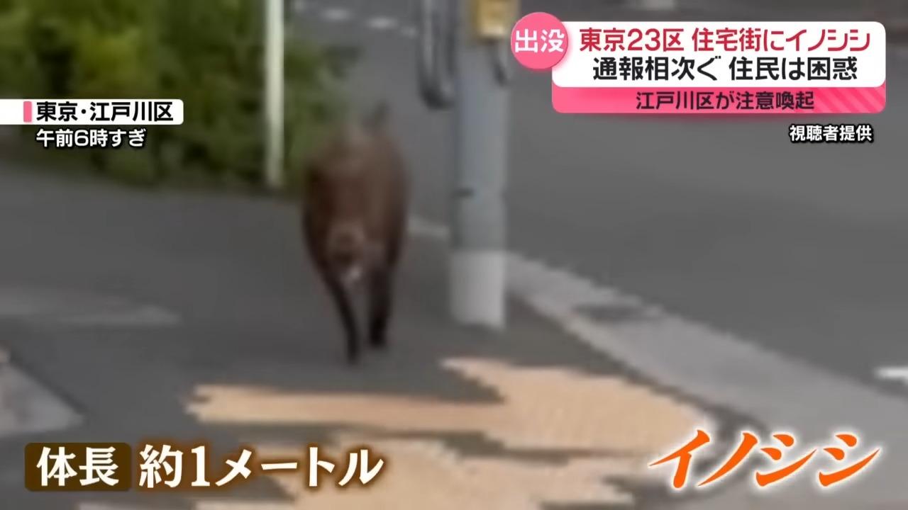 東京一頭被拍攝到的野豬身長約1米。(NNN)