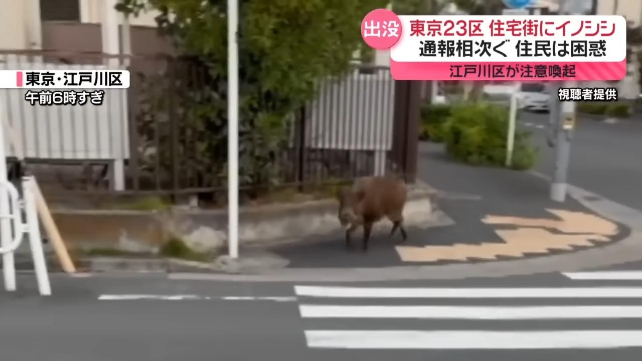 東京一頭被拍攝到的野豬身長約1米,在鬧市中狂奔。(NNN)