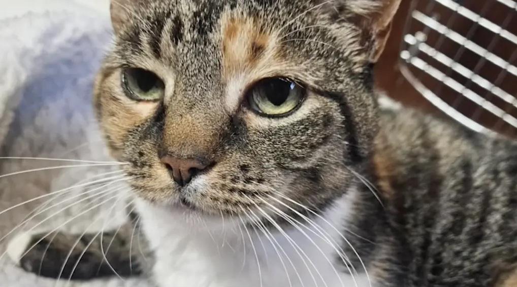 與主人團聚的貓咪阿薩。(互聯網)