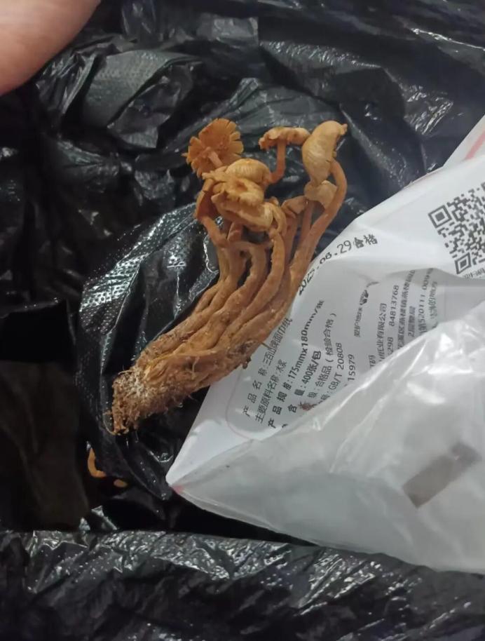 貴州村民採食形似「金針菇」野生蕈菇後中毒。(新民晚報)