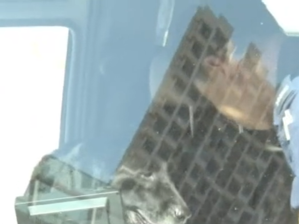 緝毒犬到場。(now新聞截圖)