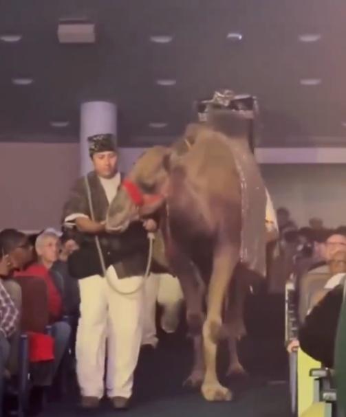 一頭駱駝被一名穿著傳統服飾的人牽著走過觀眾席通道。(X)