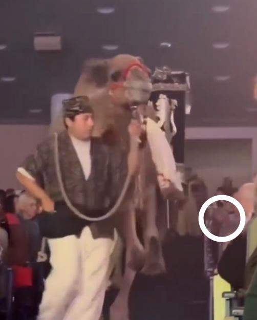 駱駝突然伸出左腳,狠狠踢中一名女觀眾的臉,導致該女子當場昏迷。(X)