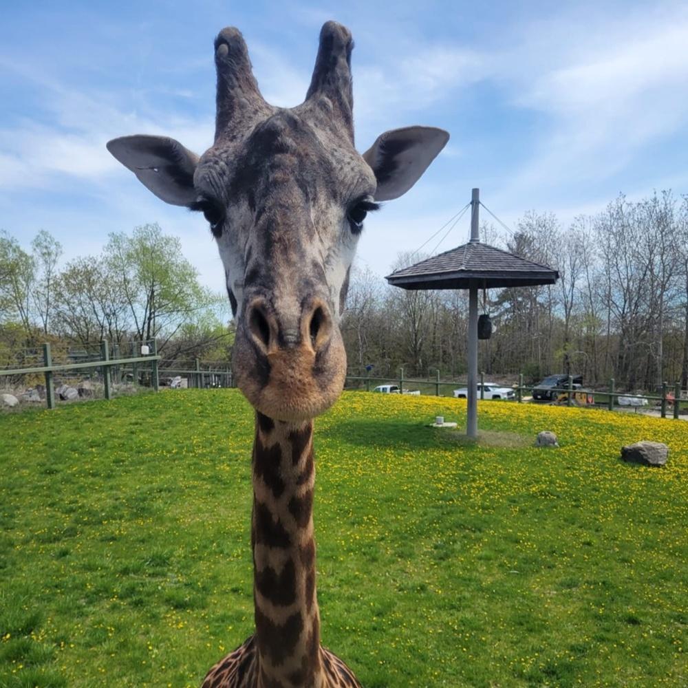 聲明指出,馬賽長頸鹿的頭部結構相對脆弱,由約180公分的頸部支撐頭部,因此增加受傷風險。(FB)