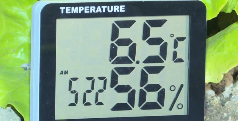 清晨約5時22分,新界農田當時溫度計顯示氣溫約為攝氏6.5度。(有線新聞截圖)