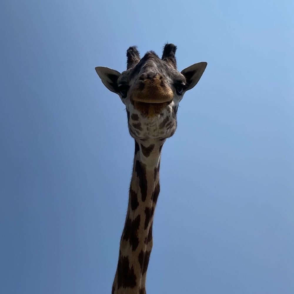 動物園表示:「2026年以最令人心碎的方式展開,我們失去了備受喜愛、年僅13歲的雄性馬賽長頸鹿Kiko。」(FB)