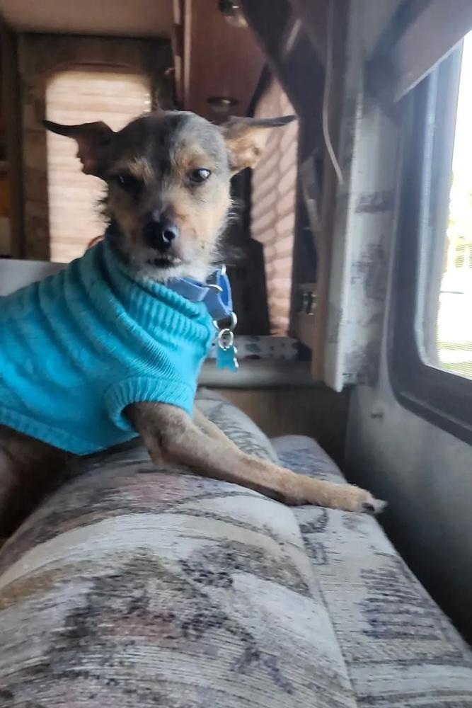 救人小英雄Wiley。(X)