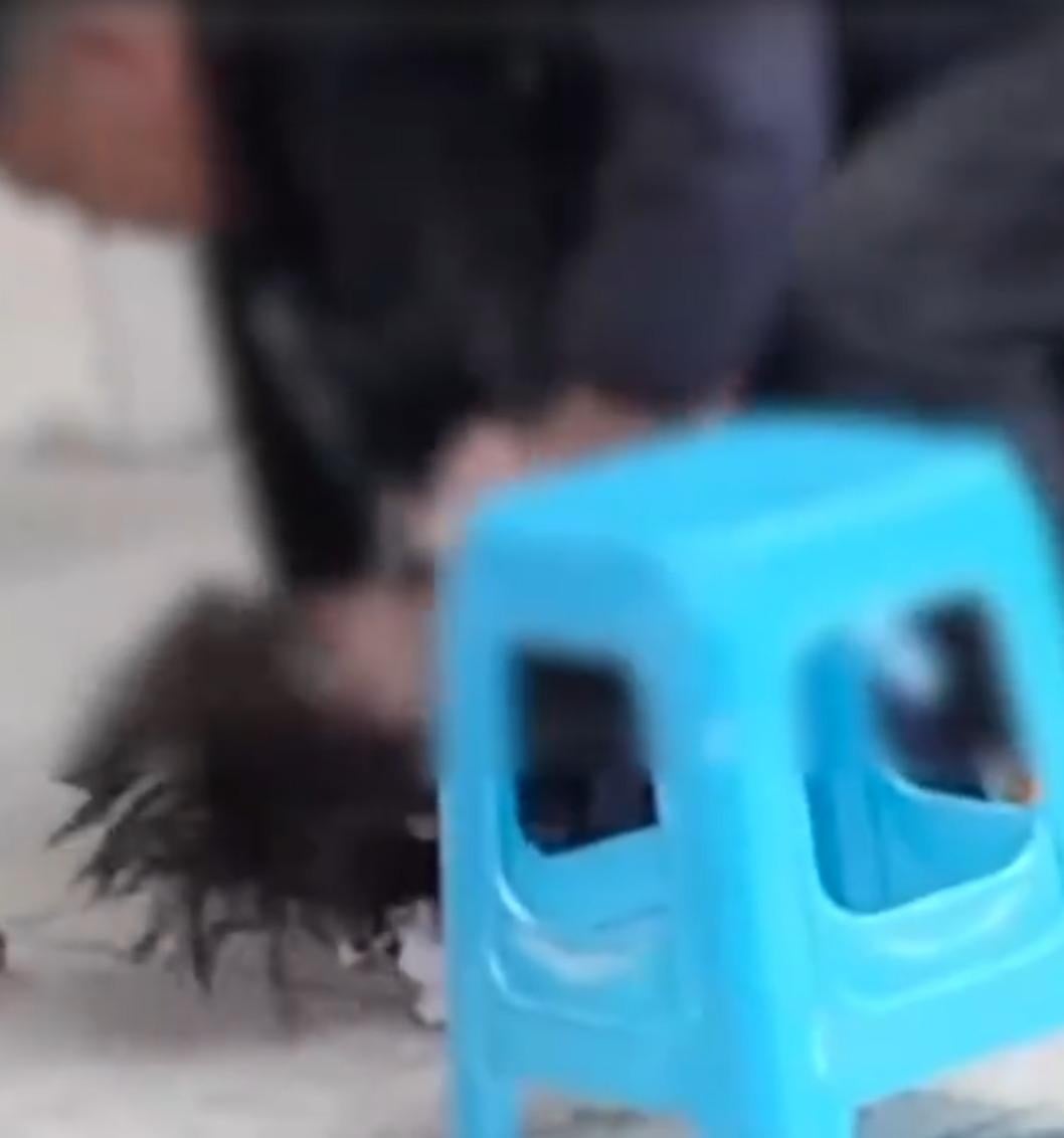 涉嫌電髮及染髮學生，被2名成年人按壓在地上時不斷掙扎。（影片截圖）