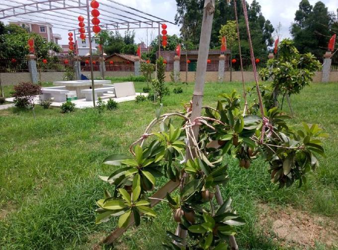 花園。(互聯網)