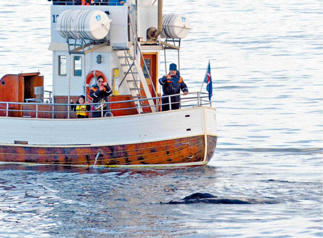 小鯨魚難得在船邊附近出沒。