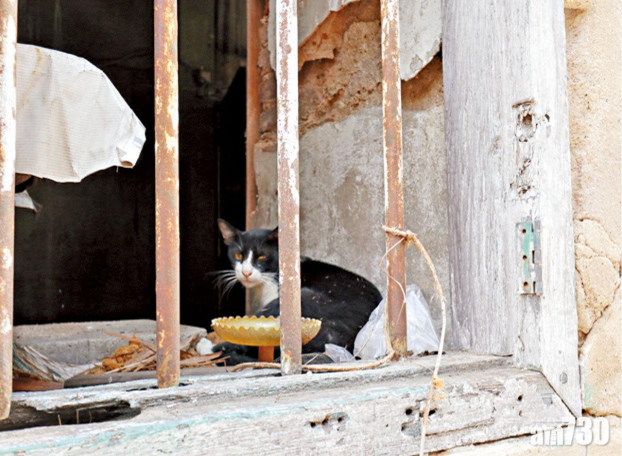 早已荒廢,現在是貓兒的天地。