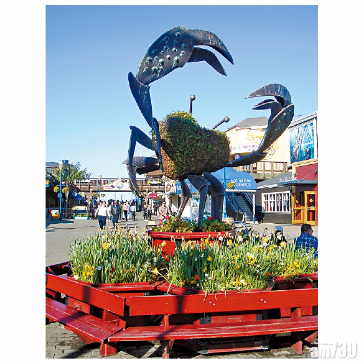 微紅偏棕色之首長黃道蟹為漁人碼頭之標誌。