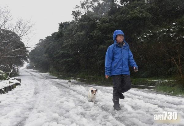 狗狗也上陽明山追雪。(互聯網)