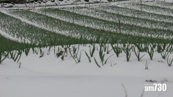 台中和平區梨山地區的大蒜埋在大雪中。(互聯網)
