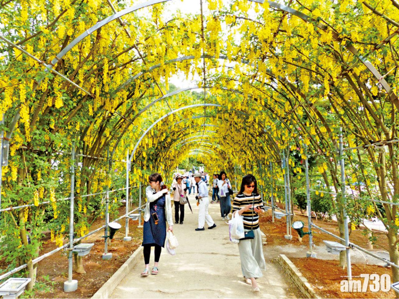 「黄藤隧道」用拱形設計,是新項目。