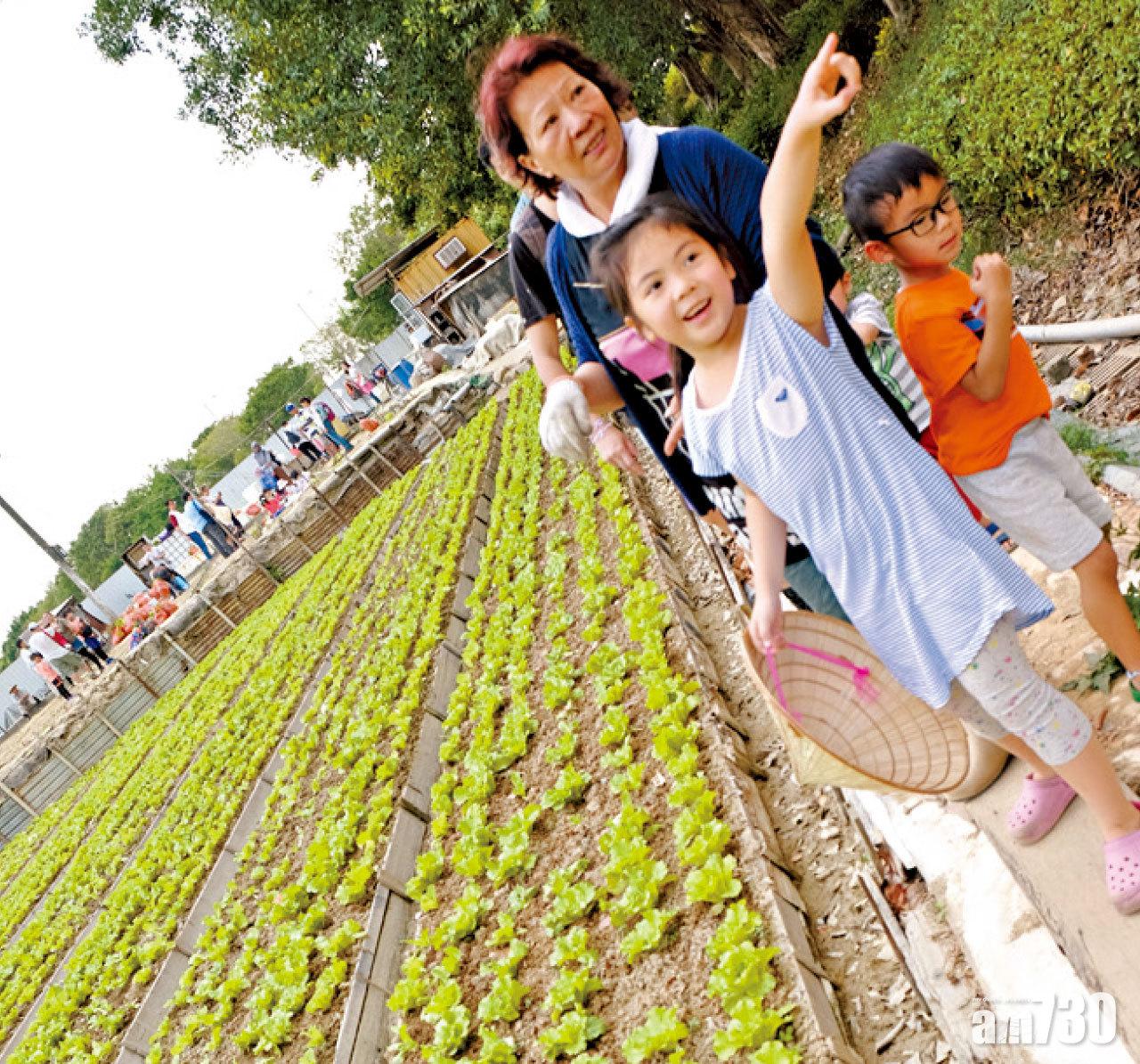 周伯女兒分享菜田故事。