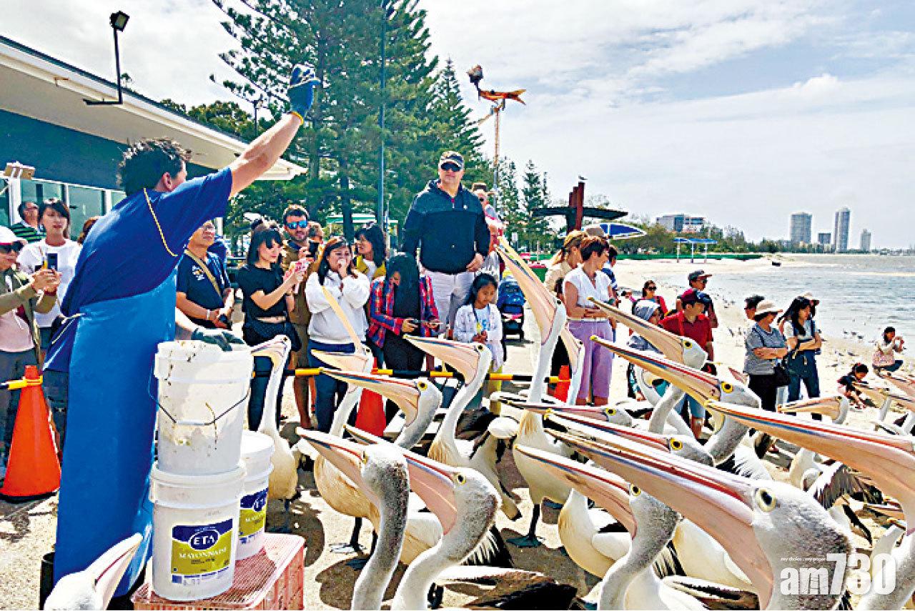 Charis Seafoods受歡迎的原因,是每日都會有餵飼塘鵝表演。