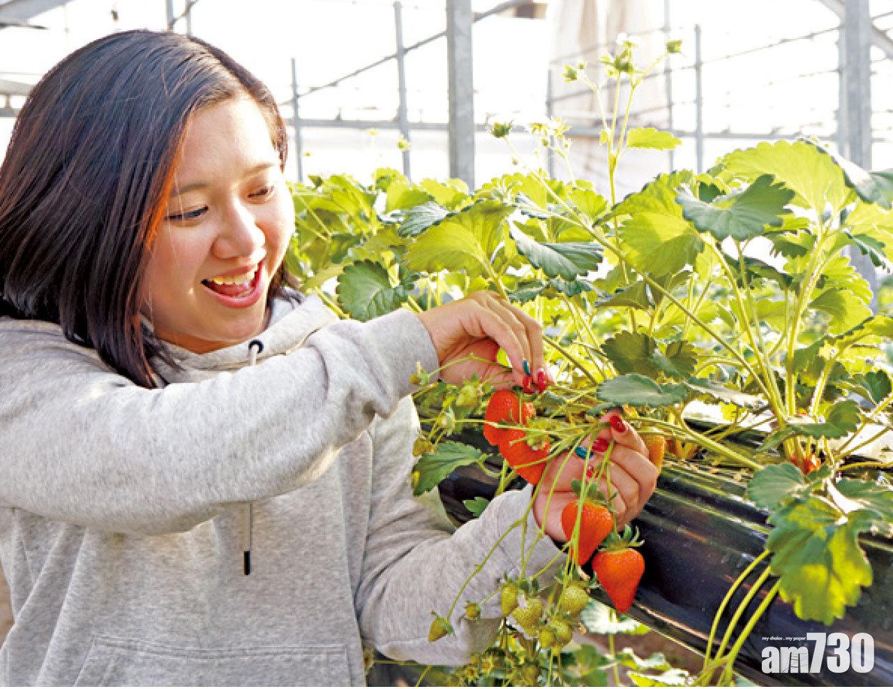40分鐘任食夢之香。
