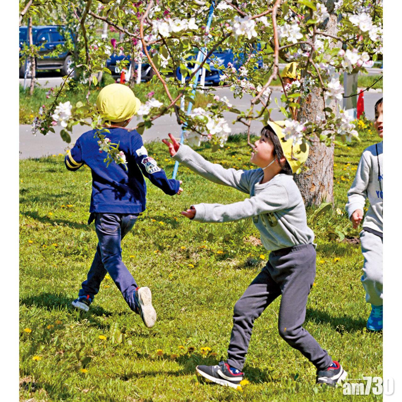 弘前市蘋果公園種有1,500棵蘋果樹,當地幼稚園老師都帶學生來賞花。