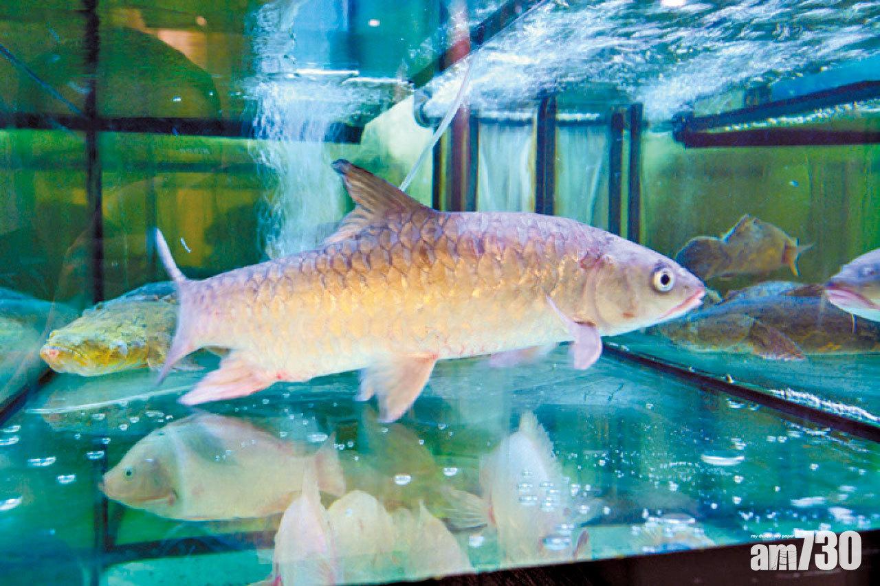 據說忘不了要長到三斤重,要花3年時間。