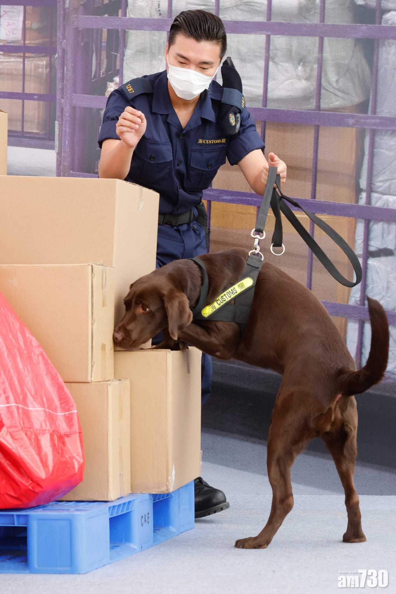 海關成立首支槍械搜查犬。(蘇文傑攝)