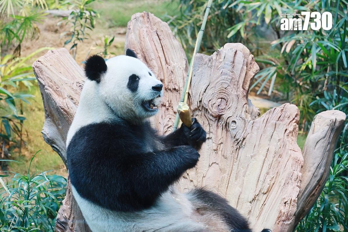 海洋公園大熊貓可可已經與公眾見面。(資料圖片)