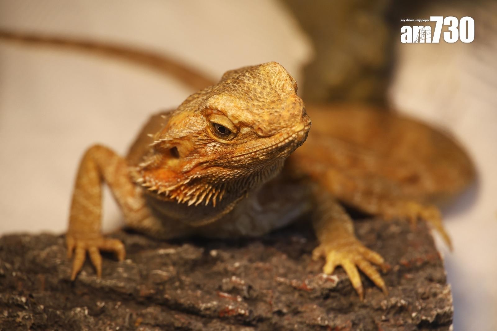 龍年較多人飼養的蜥蜴若出現棄養潮，將對領養中心造成壓力（林俊源攝）