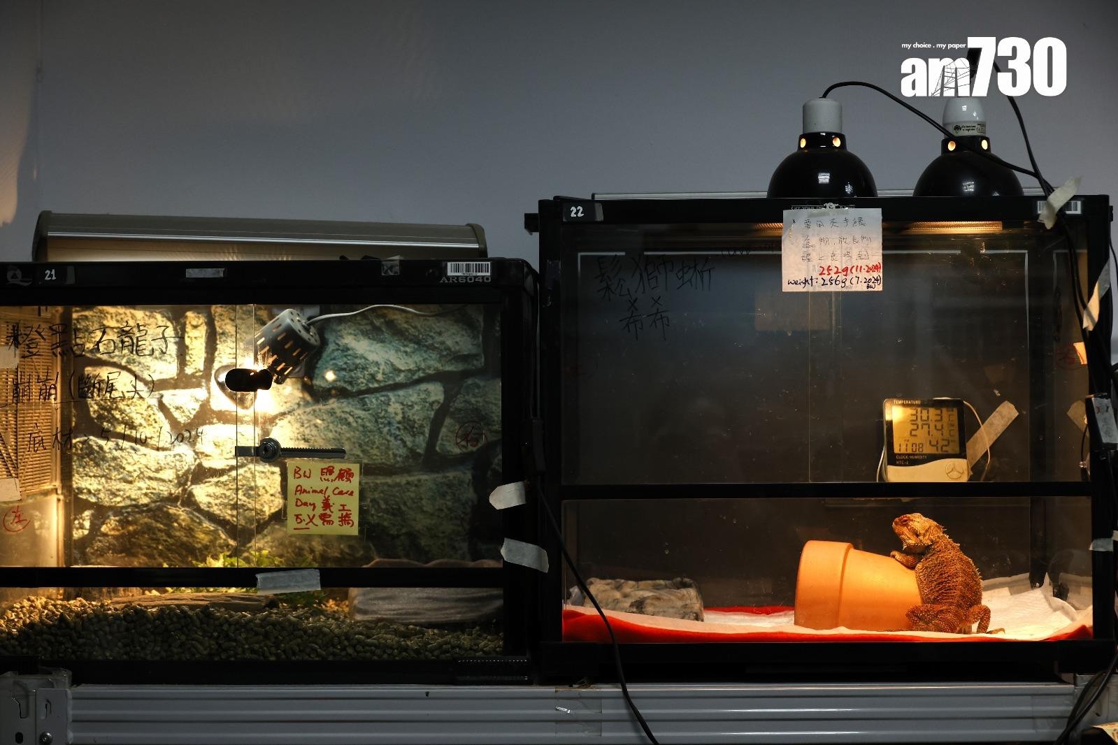 領養中心空間和人手有限，難應付大量動物被棄養（林俊源攝）