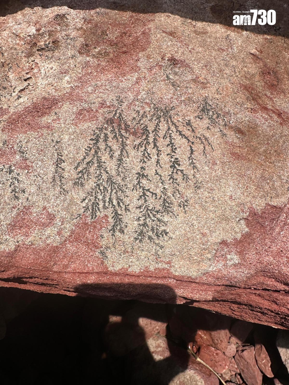 雖然赤洲島上的恐龍化石已被研究人員移除,但仍留存不少植物化石,行山時可多加留意。