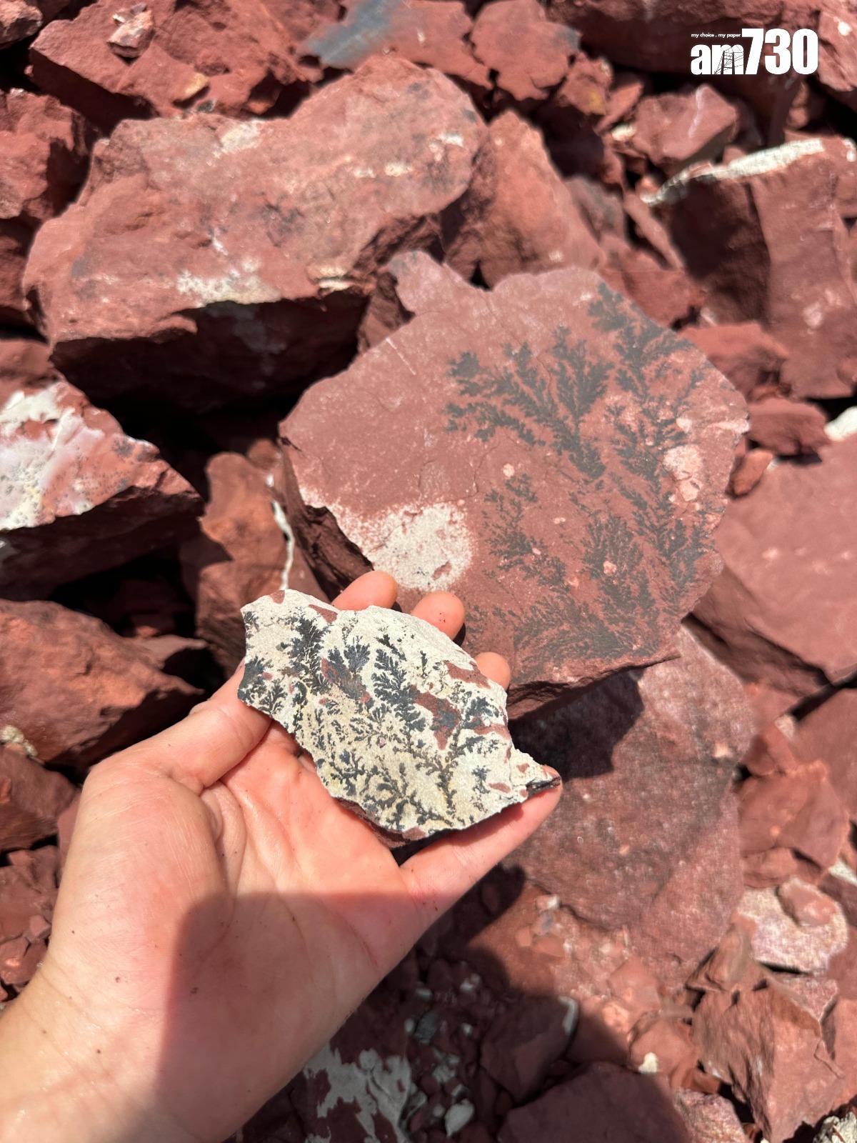 雖然赤洲島上的恐龍化石已被研究人員移除,但仍留存不少植物化石,行山時可多加留意。