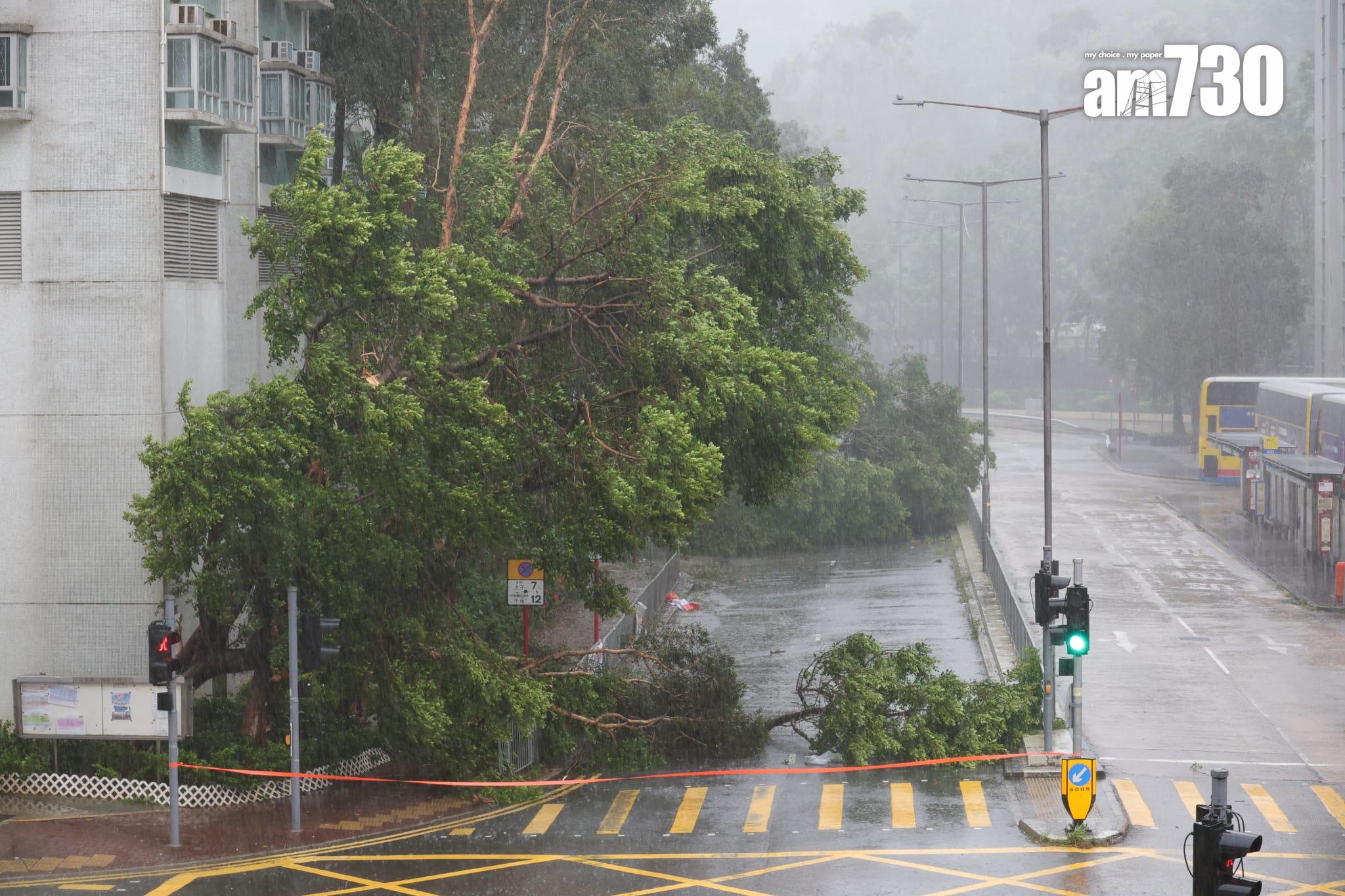 樺加沙肆虐下沙田情況。(吳康琦攝)